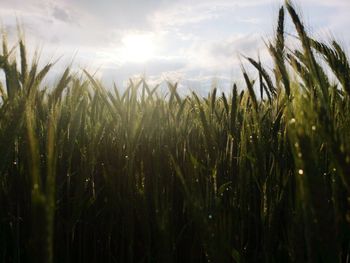 View of wheat field against sky 