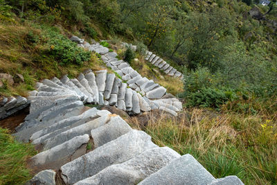 High angle view of trees in forest