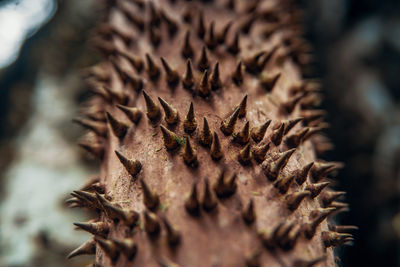 Close-up of dried plant with spikes