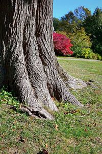 Trees growing in park