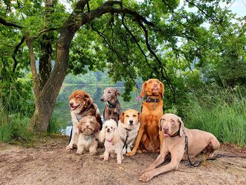 Dog sitting in a forest