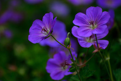 Close-up of purple flowering plant