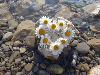 Close-up of white flowers on stones on rock in a lake in heartshape