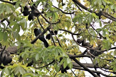 Low angle view of bird perching on tree
