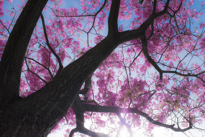 Low angle view of bare trees against sky