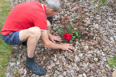 Middle-aged male gardener planting a scarlet rose in his garden, digging a hole