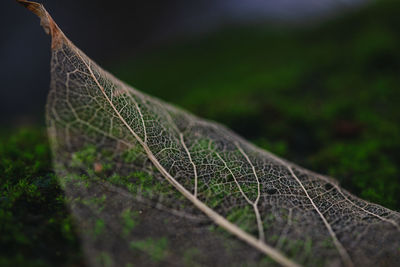 Close-up of leaf on land