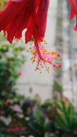 Close-up of red hibiscus flower