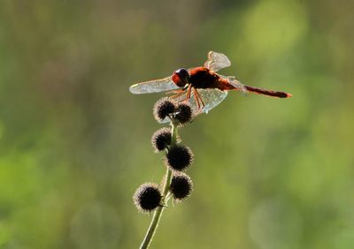 Close-up of insect on flower