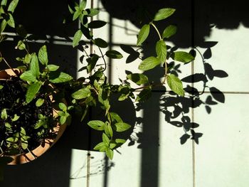 Close-up of ivy growing on plant