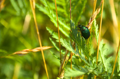 Close-up of insect on plant