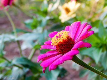 Close-up of pink flower blooming outdoors