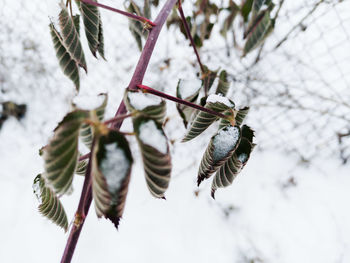 Close-up of frozen plant during winter