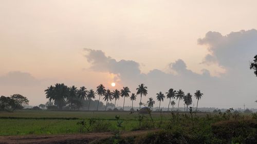 Scenic view of field against sky during sunset