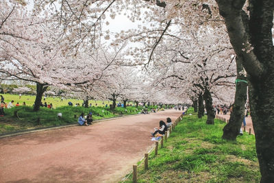 View of cherry trees in park