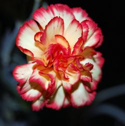 Close-up of red flower blooming against black background