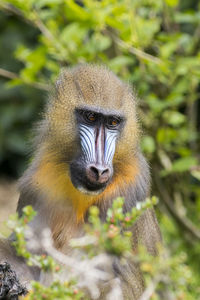 Close-up of monkey