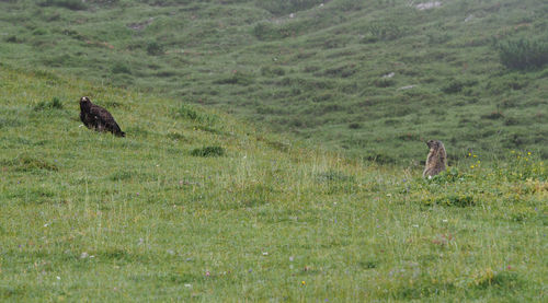 Sheep on grassy field