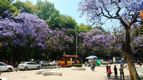 People on street amidst purple flowering plants in city