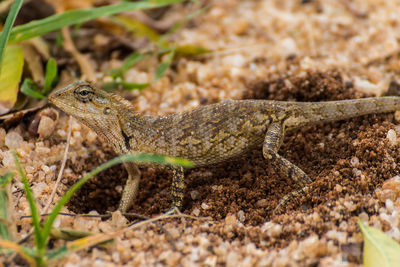 Close-up of lizard on leaf