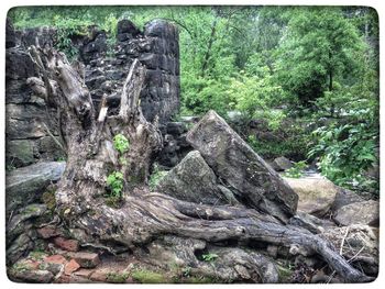 Rocks in forest