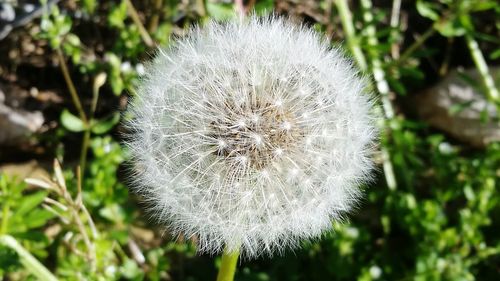 Close-up of dandelion against blurred background