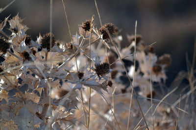 Close-up of wilted flowers on field