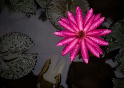 Close-up of pink lotus water lily in lake