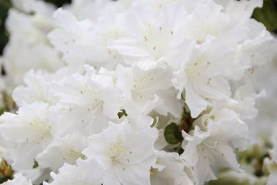 Close-up of insect on white flowers
