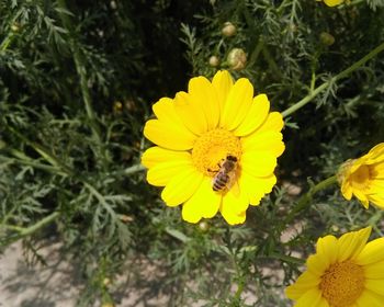 High angle view of bee on sunflower