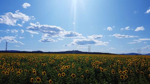 Scenic view of sunflower field against sky