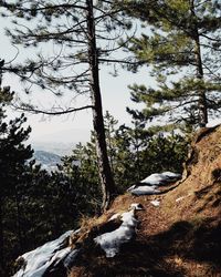 View of an animal on land