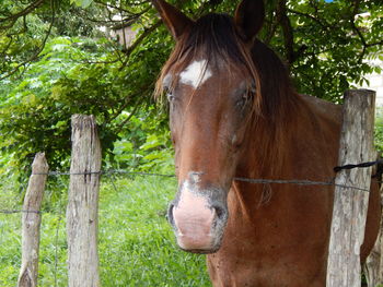 View of a horse in the field