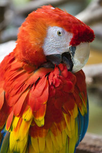 Close-up of parrot