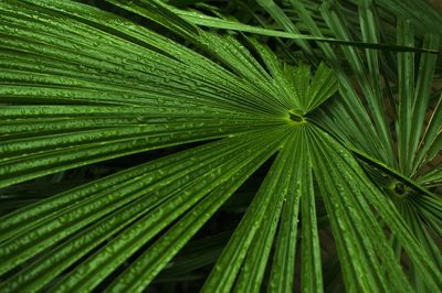 Full frame shot of green leaves