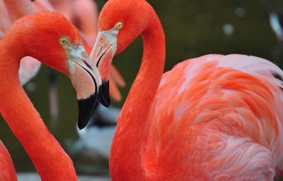 Close-up of flamingoes in water