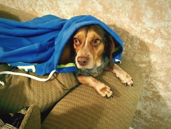 High angle portrait of dog relaxing on bed