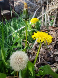 Close-up of yellow flowering plant on field