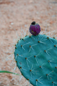 Close-up of succulent plant on field