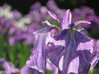 Close-up of purple iris blooming on sunny day