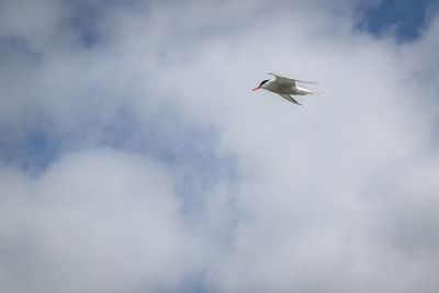 Low angle view of seagull flying in sky