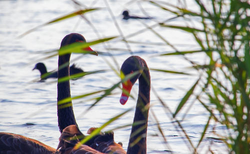 Close-up of duck on a lake