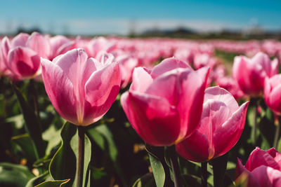 Close-up of pink flowers