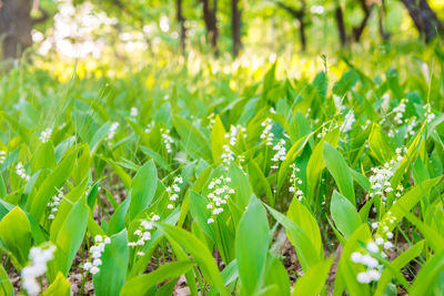 Close-up of fresh green plants on field