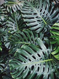 Full frame shot of green leaves