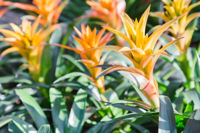 Close-up of orange flowering plant