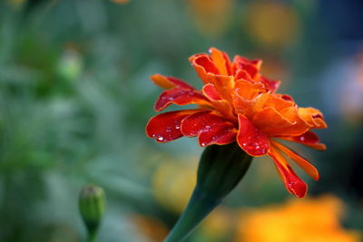 Close-up of wet red flower blooming outdoors