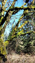 Low angle view of trees against clear sky