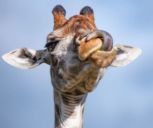 Low angle view of giraffe against sky