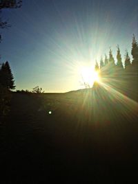 Sun shining through trees